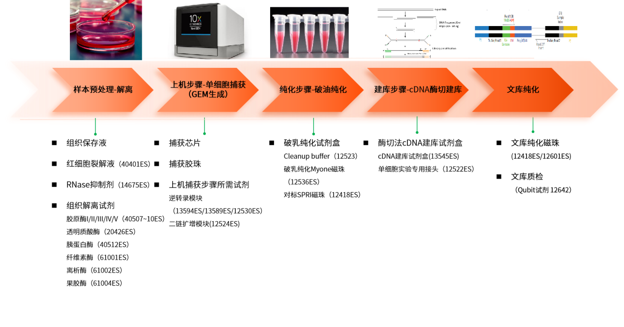 硬核研发+智造实力，翌圣单细胞研究核心酶原料助力国产单细胞技术飞升！