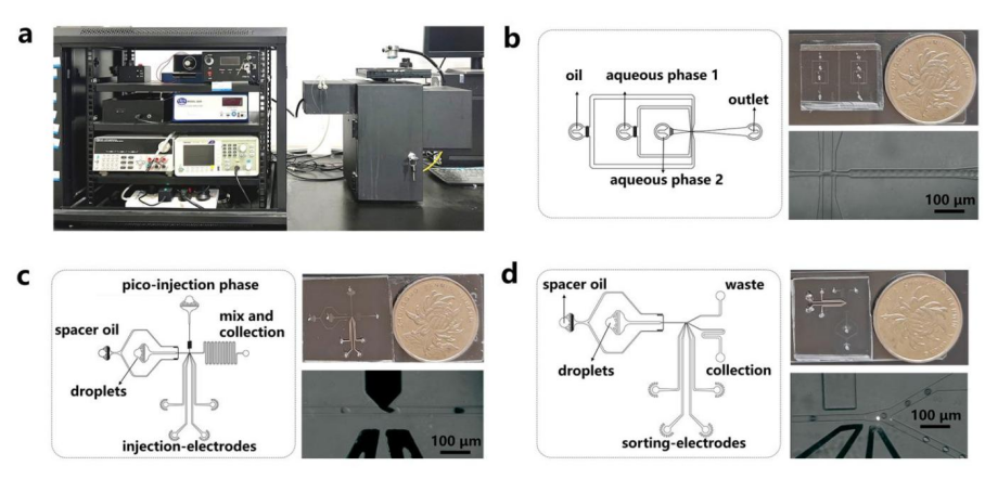 重磅成果!ACS Catalysis:翌圣镁孚泰生物联合中国科学院苏州生物医学工程技术研究所实现LAMP核心酶分子进化新突破