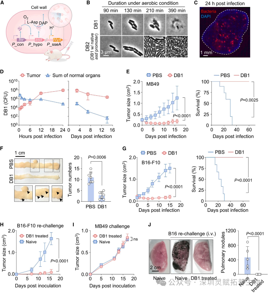 利用 IL-10R 滞后作用的细菌免疫疗法