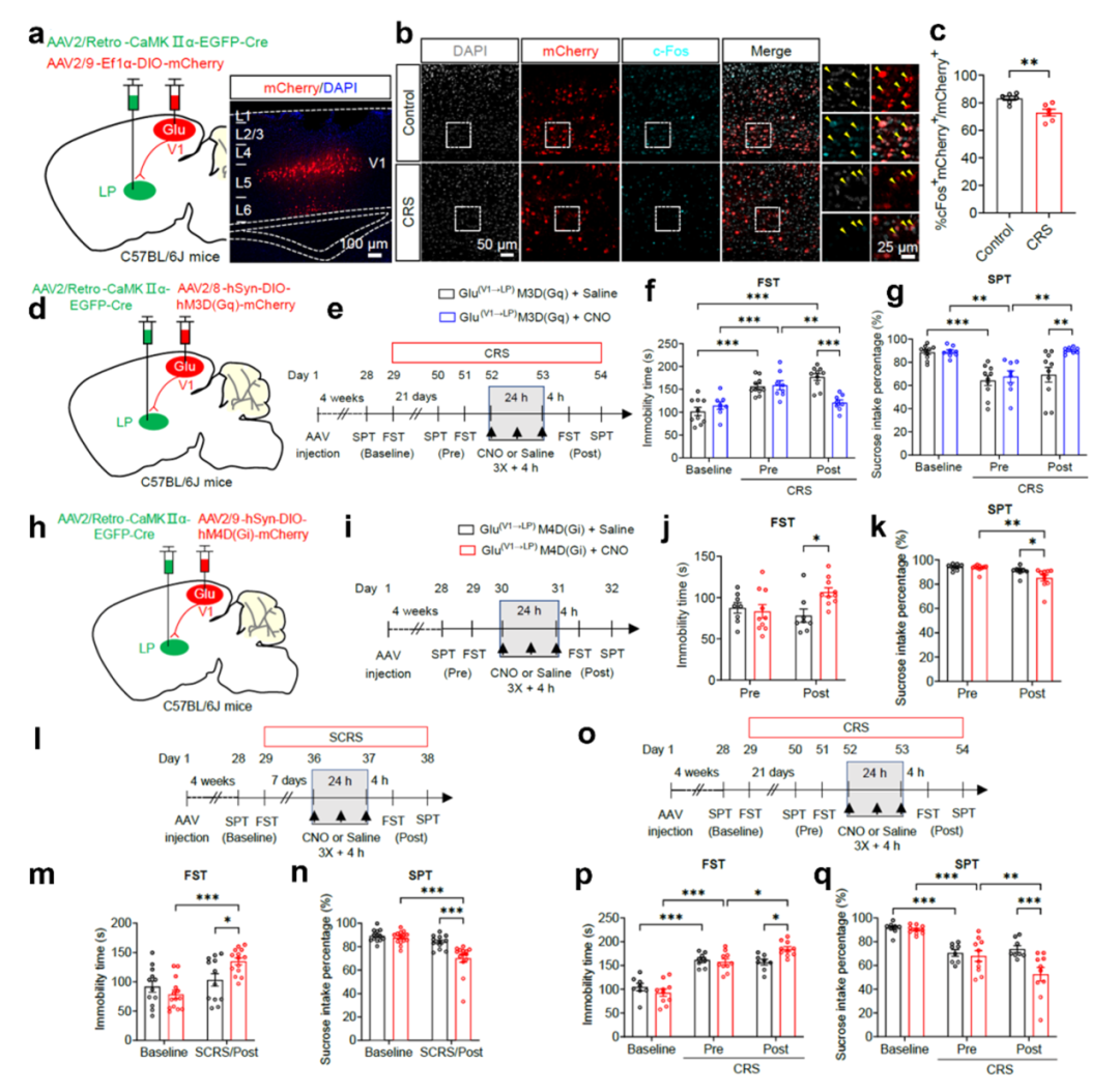 Nat Commun丨视觉皮层-丘脑外侧后核投射调控小鼠抑郁样行为