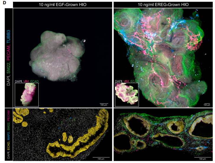 Cell 子刊 | 全新「功能性」类器官构建方案，IF 100+ 一作手把手教学
