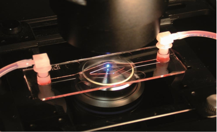 IBIDI易必迪µ-Slide Y通道培养载玻片（现货）