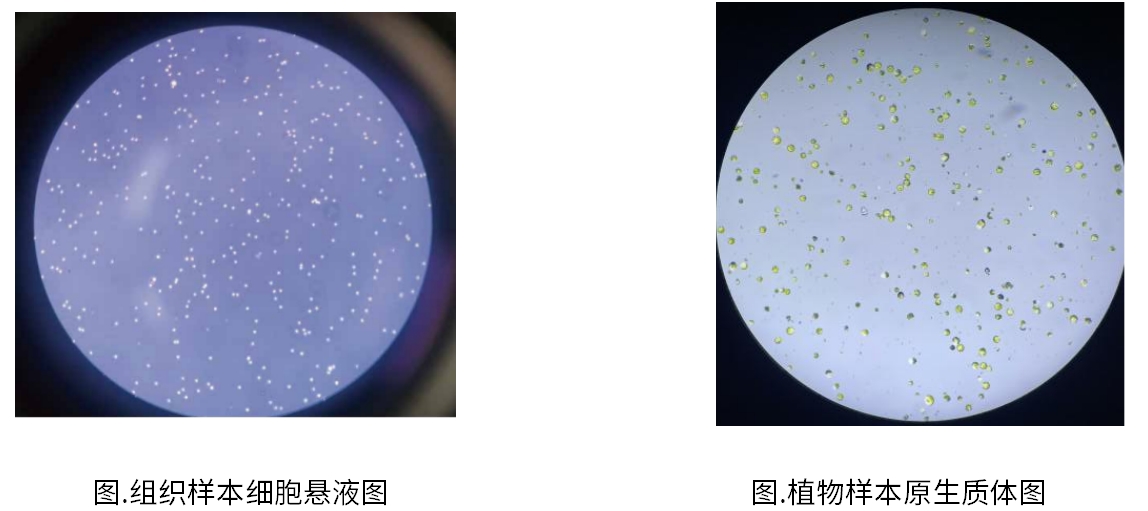 硬核研发+智造实力，翌圣单细胞研究核心酶原料助力国产单细胞技术飞升！