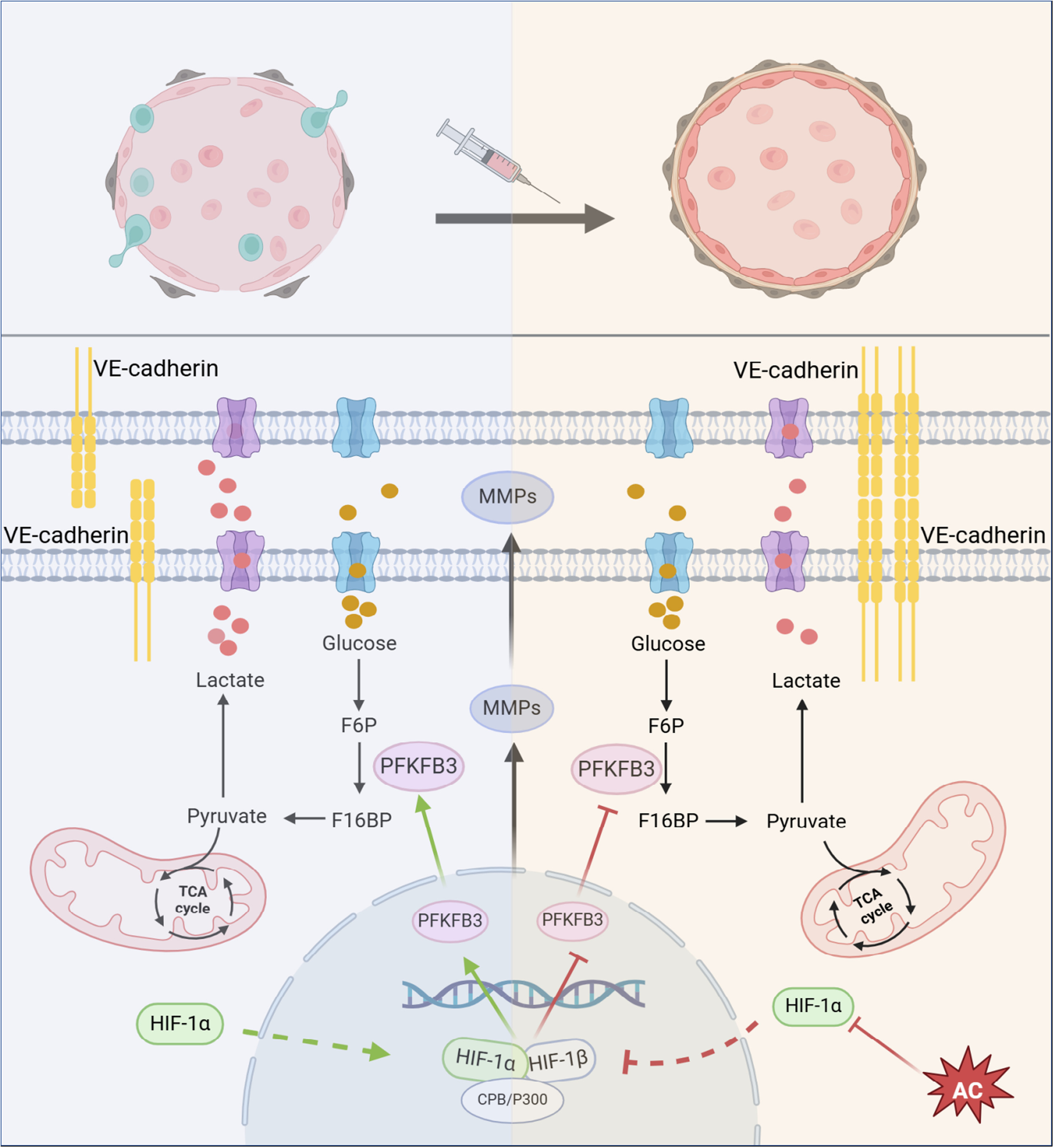 IF:6.7，“千年古方焕发新生！网络药理学揭示黄芪郁金抗癌核心靶点HIF-1α”！