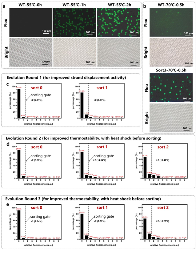 重磅成果!ACS Catalysis:翌圣镁孚泰生物联合中国科学院苏州生物医学工程技术研究所实现LAMP核心酶分子进化新突破