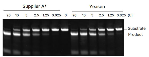 限量试用 | 低成本、高效率！T7 Endonuclease I 让基因编辑检测更经济