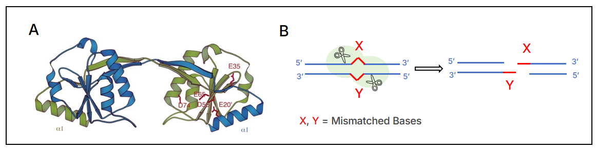 限量试用 | 低成本、高效率！T7 Endonuclease I 让基因编辑检测更经济