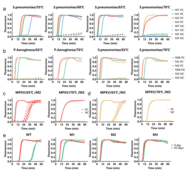重磅成果!ACS Catalysis:翌圣镁孚泰生物联合中国科学院苏州生物医学工程技术研究所实现LAMP核心酶分子进化新突破
