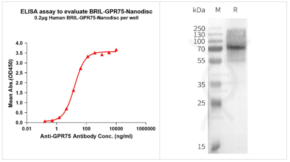 DIMA BIOTECH-人BRIL-GPR75全长蛋白-合成纳米圆盘，热门产品限时折扣