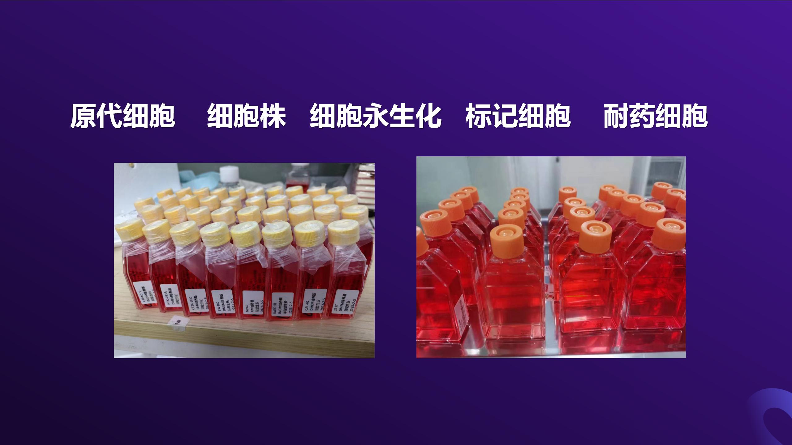 细胞  新模板2_05.jpg