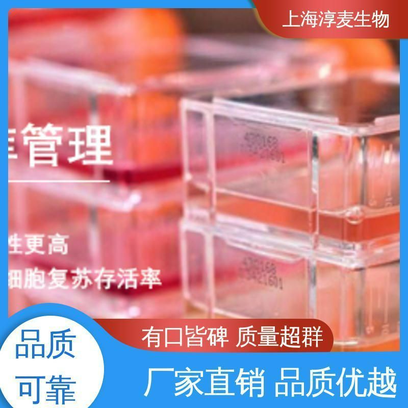 小鼠B细胞杂交瘤细胞