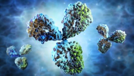 维百奥生物代理Nebulabio品牌全系列二抗产品