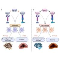 Netrin 1抗体（NP137）现货热销
