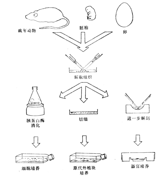 关于原代细胞？看这一篇就够了！