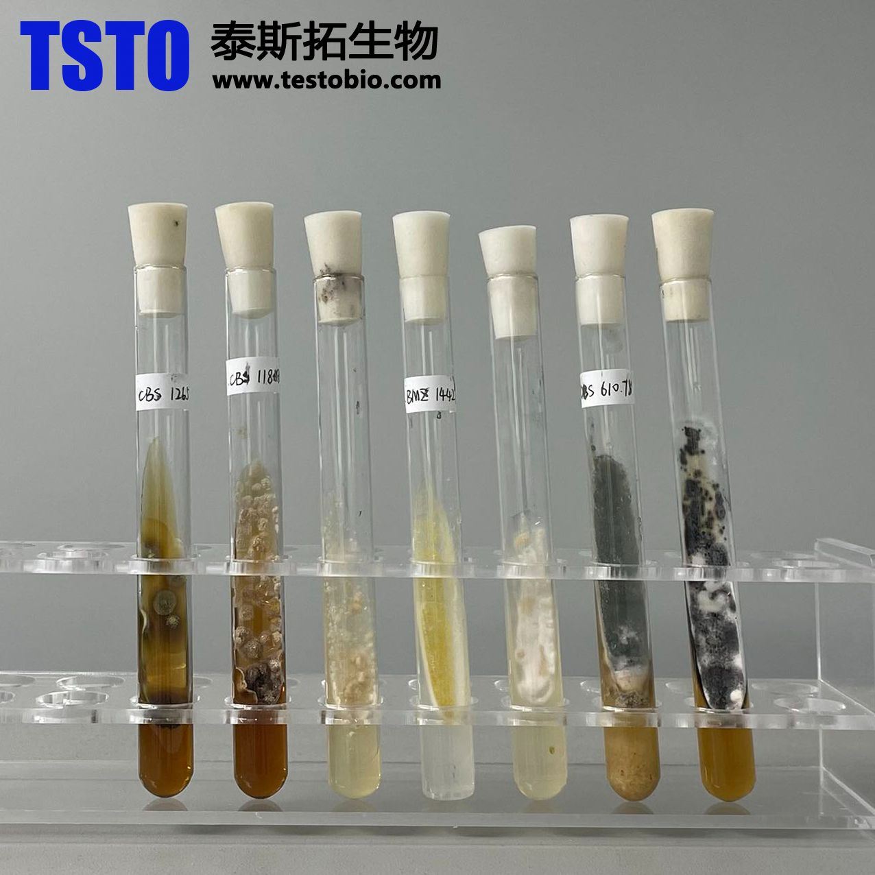 标准菌株,科研菌株,严苛厌氧菌