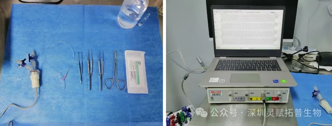 右心导管法：揭秘大鼠肺动脉压检测的“金标准”。