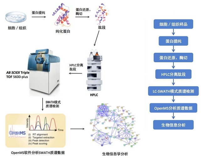 DIA定量蛋白质组学