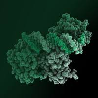 重组蛋白表达服务