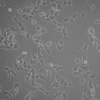 默克Merck LOX-IMVI Human Melanoma Cell Line