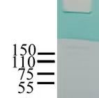 蛋白表达与纯化服务