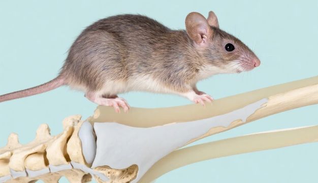 新研究揭示系统性MES-1022治疗大段骨缺损效果有限：联合疗法或成未来方向