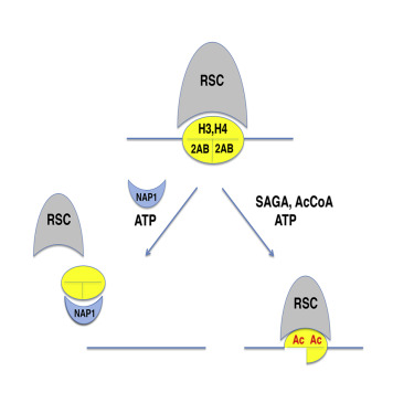 组蛋白乙酰化研究方法