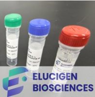 Anti-IP-10 / CXCL10 Recombinant Mouse Monoclonal Capture Ab