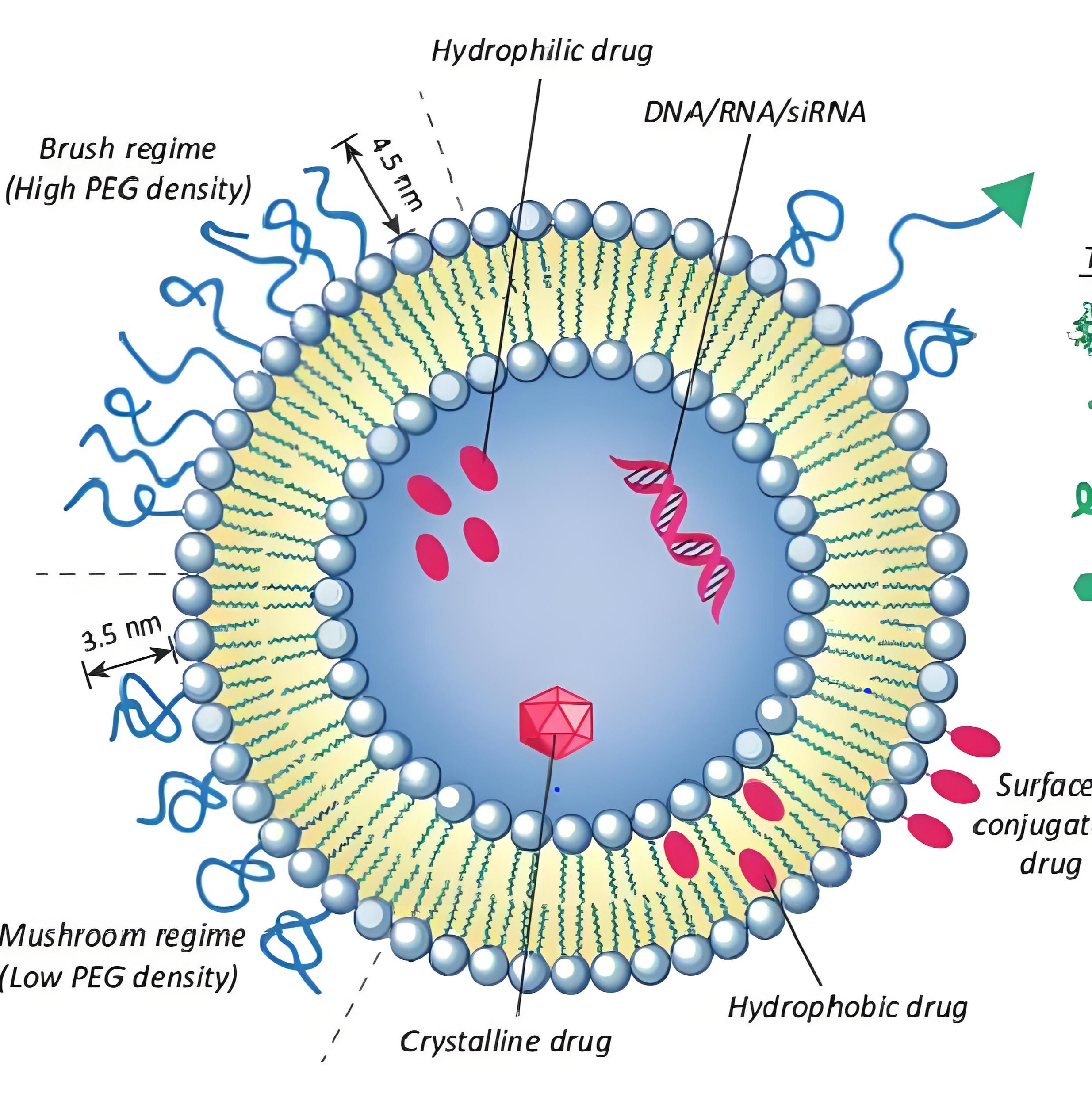 负载阿糖胞苷(Ara-C)和盐酸伊达比星(Idarubicin HCl)的脂质体