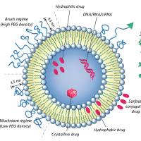 负载阿糖胞苷(Ara-C)和盐酸伊达比星(Idarubicin HCl)的脂质体