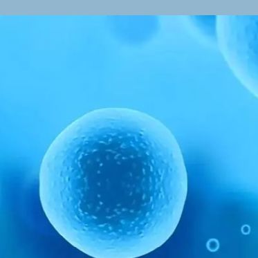 草鱼肝脏细胞;L8824