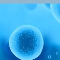 草鱼肝脏细胞;L8824