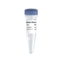 Murine RNase Inhibitor Pro（R303）