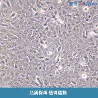 草鱼肾细胞系(CIK)