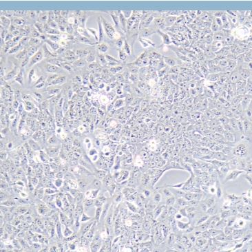 鲑鱼胚胎细胞;CHSE-214