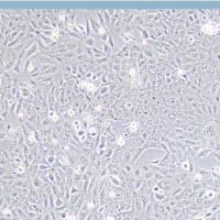 鲑鱼胚胎细胞;CHSE-214