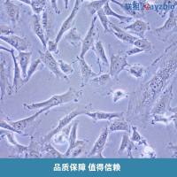 草鱼肝脏细胞；L8824