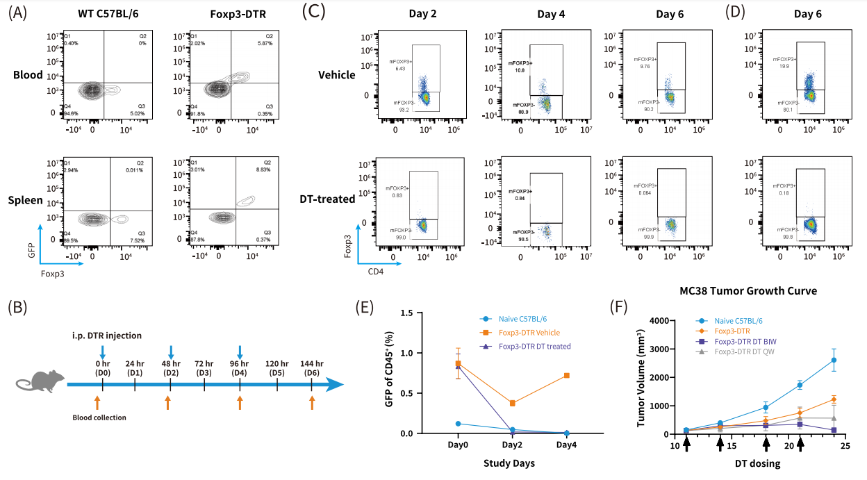AACR 2025抢先看 | 南模生物将携多个动物模型新研究成果精彩亮相
