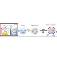负载KAE的碳酸钙纳米颗粒(CaCO3)被人非小细胞肺癌细胞A549的细胞膜包裹