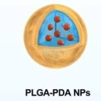 负载薯蓣皂苷元(Diosgenin)的聚乳酸-羟基乙酸共聚物( PLGA)纳米颗粒被叶酸FA和壳聚糖CS修饰