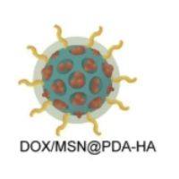 负载阿霉素（DOX）的介孔二氧化硅纳米颗粒（MSN)被透明质酸(HA)和聚多巴胺(PDA)修饰