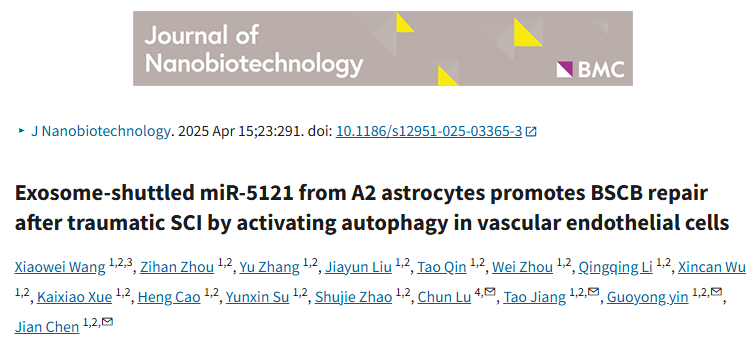 脊髓修复“未解之谜”破防！外泌体携miR-5121“潜入”血管细胞，竟靠自噬“复活”屏障？