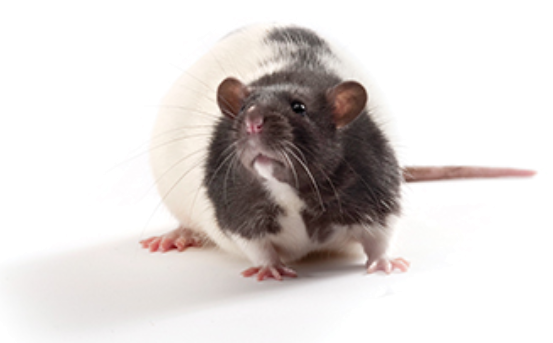 CKM 综合征模型----ZSF1大鼠