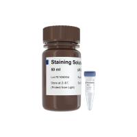 Cell Cycle Detection Kit（AC101）