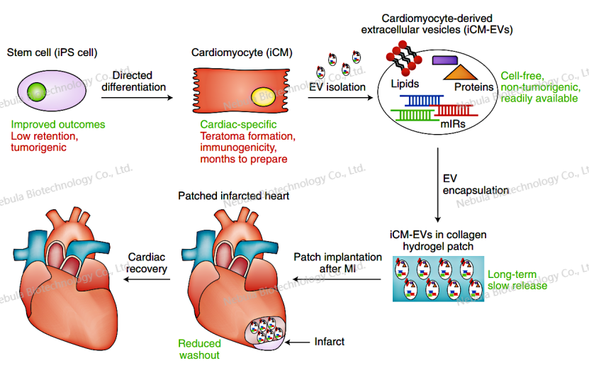 诊断原料讲堂之一：心肌损伤生物标志物