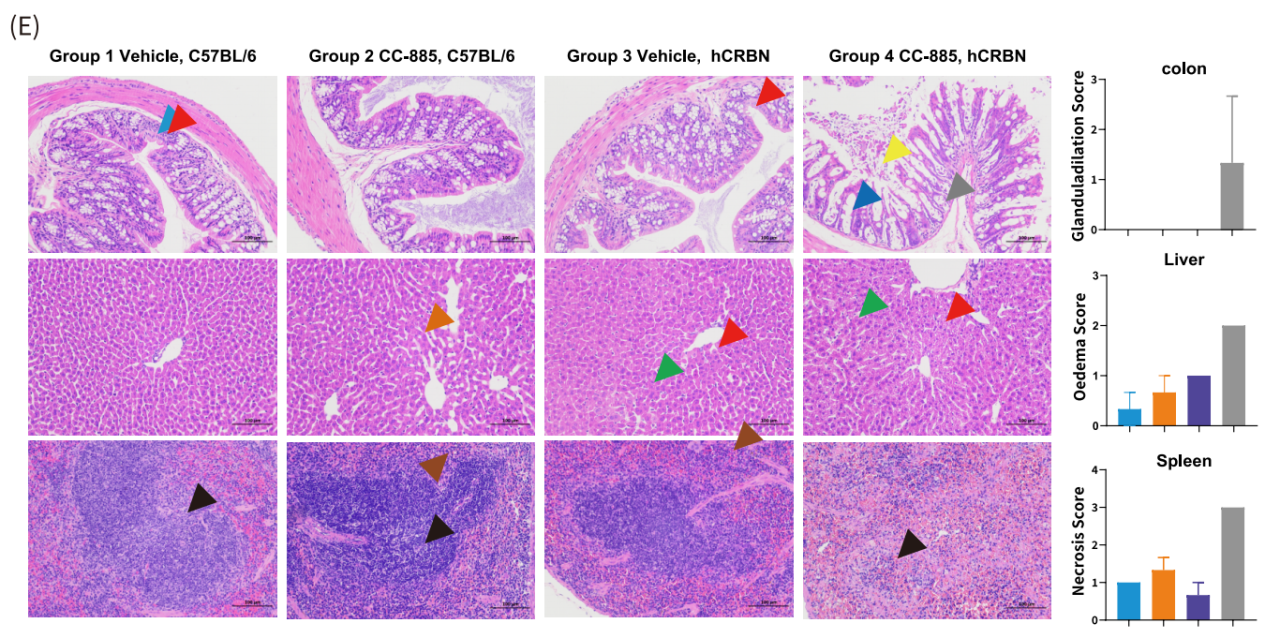 AACR 2025抢先看 | 南模生物将携多个动物模型新研究成果精彩亮相