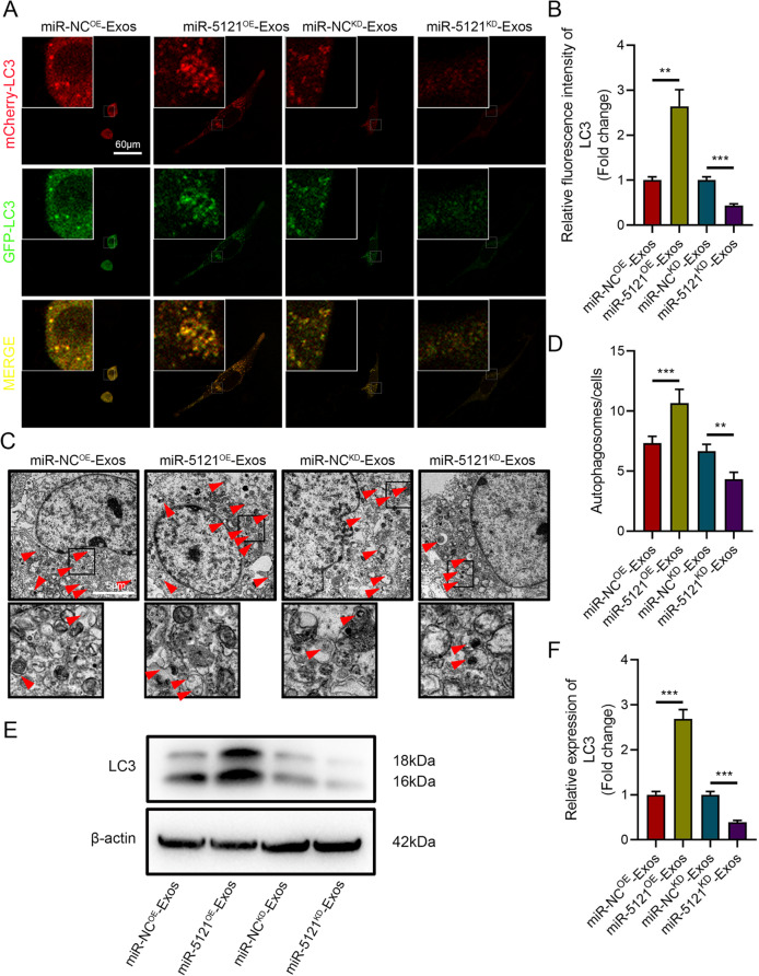 细胞自噬 细胞自噬