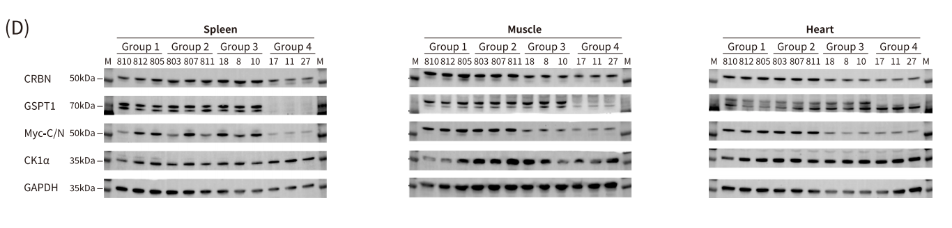 AACR 2025抢先看 | 南模生物将携多个动物模型新研究成果精彩亮相