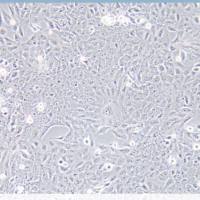 大黄鱼肾细胞;PCK