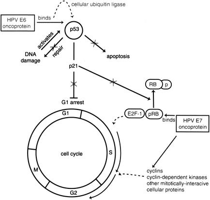 新品速递 |当ELISA KIT遇见HPV16/18 E6/E7，蛋白追踪大戏即将上演