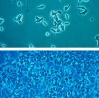  默克Merck INS-1 832 13 cells Rat Insulinoma Cells